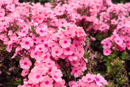 100 Mixed Colors DRUMMOND PHLOX MIX Pink, Red, White, Purple Phlox Drummondii Flower Seeds