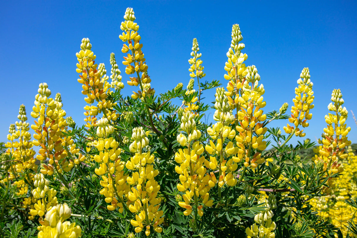 50 GOLDEN LUPINE Lupinus Densiflorus Yellow Hummingbird Flower Seeds
