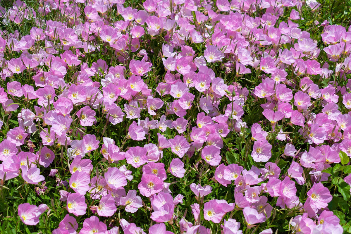 1000 Showy PINK EVENING PRIMROSE (Pink Ladies / Mexican Evening) Oenothera Speciosa Flower Seeds