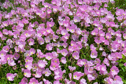 1000 Showy PINK EVENING PRIMROSE (Pink Ladies / Mexican Evening) Oenothera Speciosa Flower Seeds