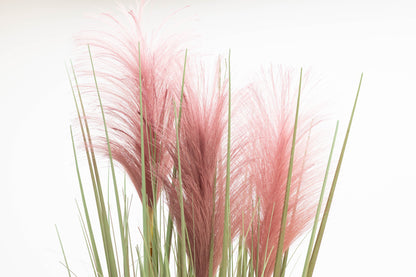 200 Ornamental PINK PAMPAS GRASS Cortaderia Selloana Rosea Seeds