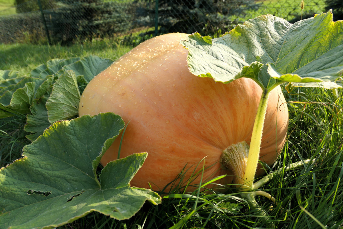 10 Dill's ATLANTIC GIANT PUMPKIN Up to 2000 lb Cucurbita Vegetable Seeds