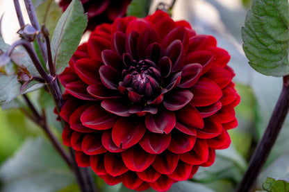 20 Dwarf Mixed Colors REDSKIN DAHLIA Variabilis Red Skin Mix Bicolor Flower Seeds