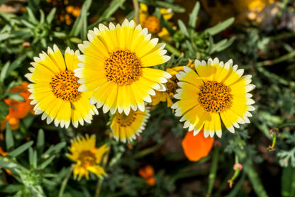 500 TIDY TIPS Layia Platyglossa Native Yellow & White Flower Seeds