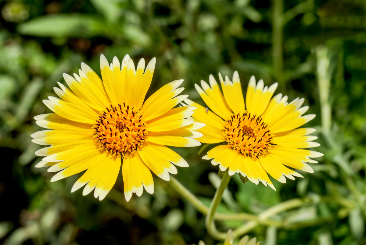 500 TIDY TIPS Layia Platyglossa Native Yellow & White Flower Seeds