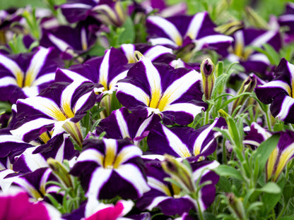 100 STAR MIX PETUNIA Mixed Colors Petunia Violacea Flower Seeds Red Blue Purple