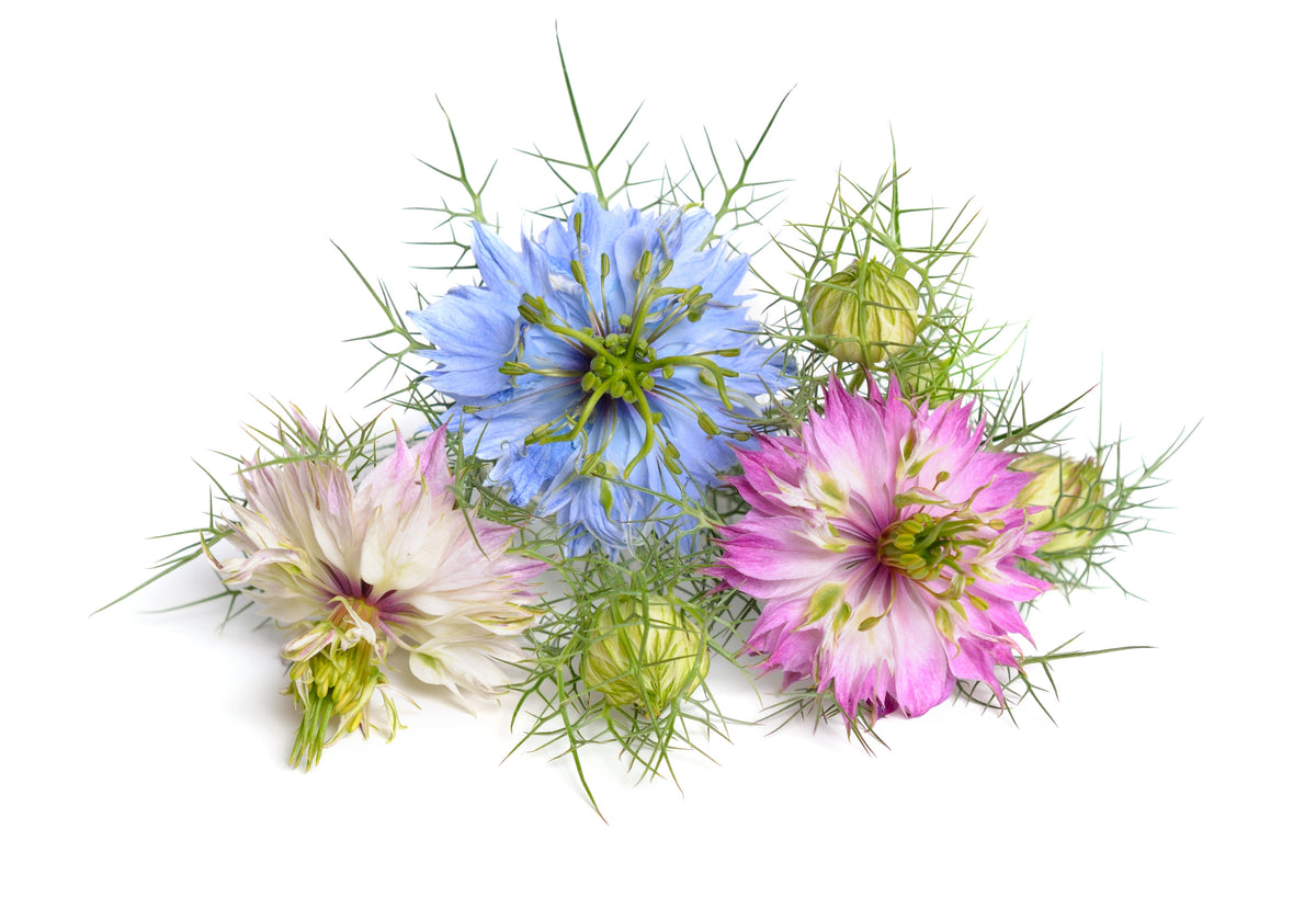 500 LOVE In A MIST PERSIAN Jewels Mixed Colors (Fennel Flower) Nigella Damascena Flower Seeds