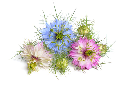 500 LOVE In A MIST PERSIAN Jewels Mixed Colors (Fennel Flower) Nigella Damascena Flower Seeds