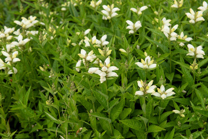 50 WHITE TURTLEHEAD Chelone Glabra Flower Seeds