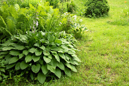 10 HOSTA ELEGANS Shade Lover Flower Seeds