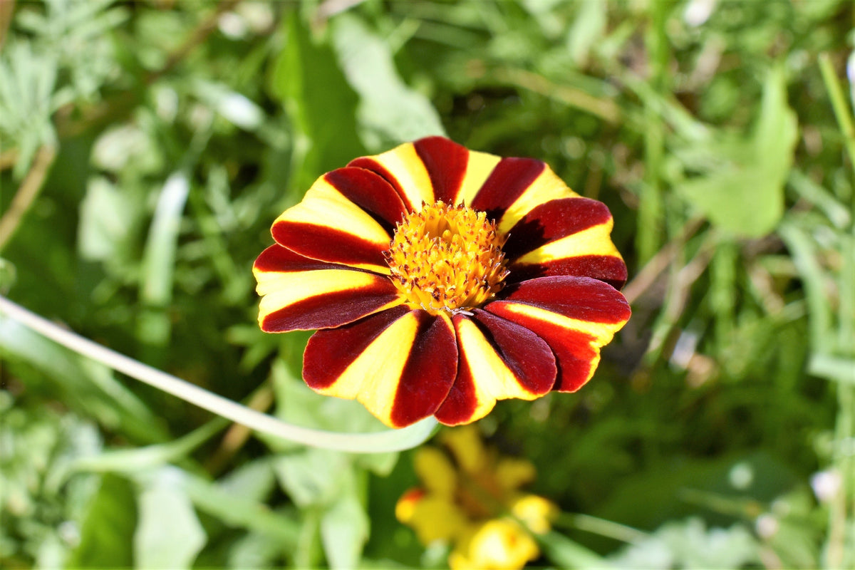 100 COURT JESTER MARIGOLD French Tagetes Patula Nana Red Yellow Striped Flower Seeds