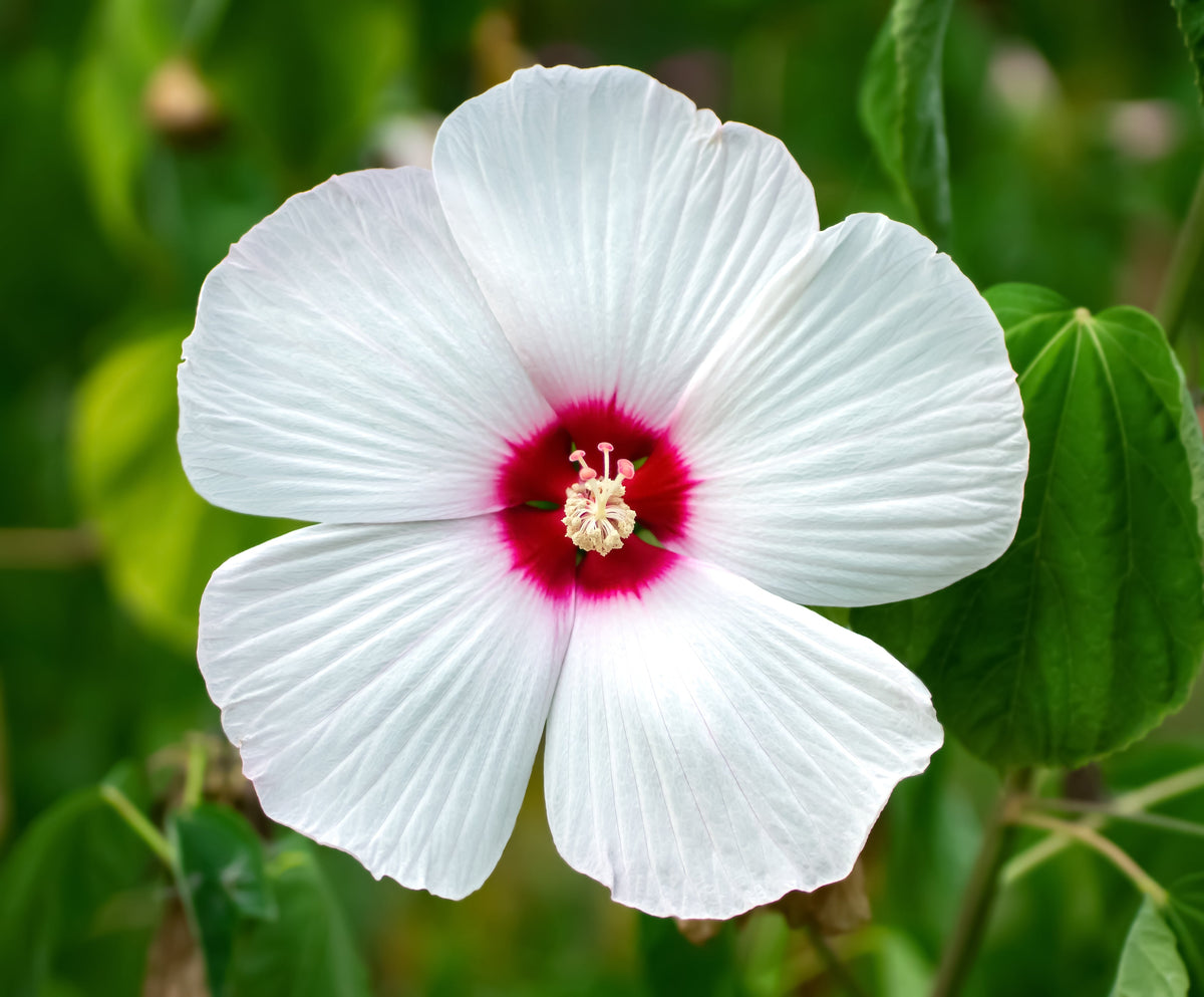 25 MIXED LUNA HIBISCUS Moscheutos Hardy Mixed Colors - Red, Hot Pink, Pink & White Swirl, and White Flower Seeds