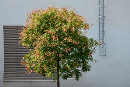 10 DWARF GOLDEN RAIN TREE Koelreuteria Paniculata Nana Yellow Flower Seeds