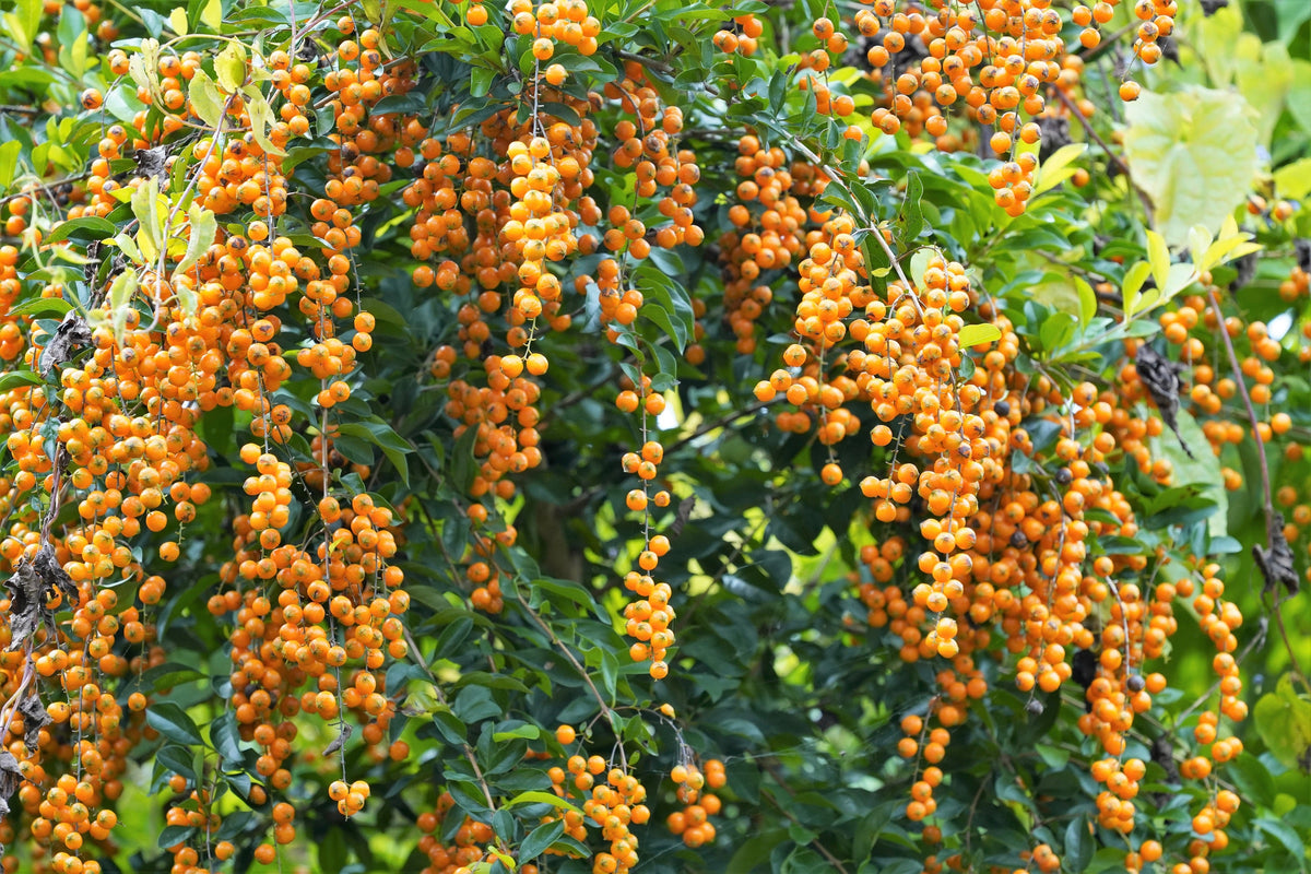 10 GOLDEN DEWDROP Duranta Erecta Repens Golden Foliage Blue Violet Purple White Flower Orange Ornamental Berry Shrub Seeds
