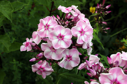20 MEADOW PHLOX Maculata Mixed Colors Wild Sweet William Native Hummingbird Flower Seeds
