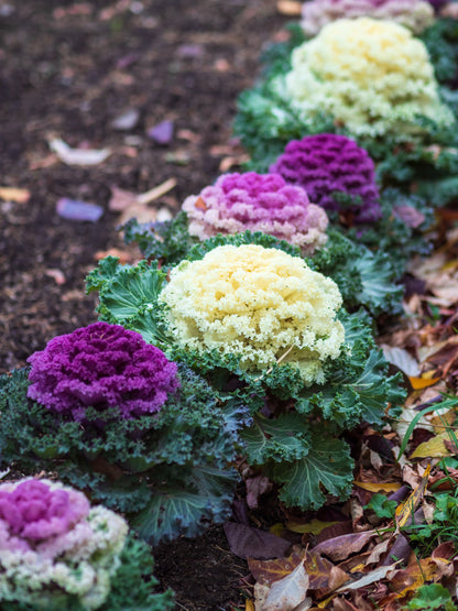 60 ORNAMENTAL KALE MIXED Colors Brassica Oleracea Flower Seeds