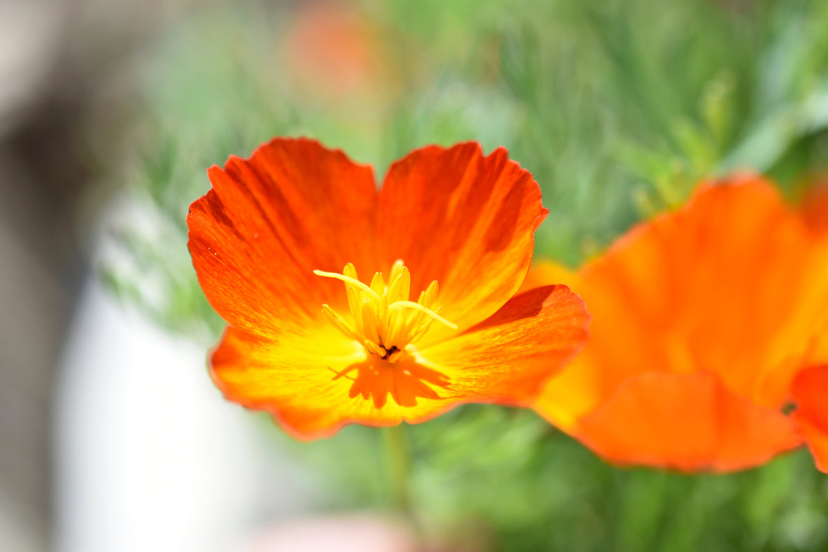 1500 MIKADO POPPY Red Orange California Poppy Flower Eschscholzia Californica Seeds