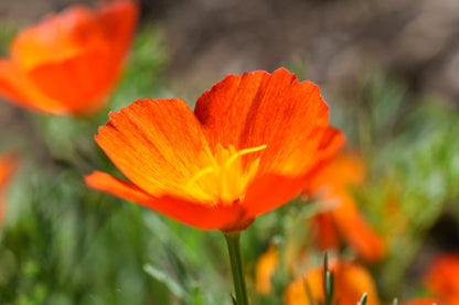 1500 MIKADO POPPY Red Orange California Poppy Flower Eschscholzia Californica Seeds