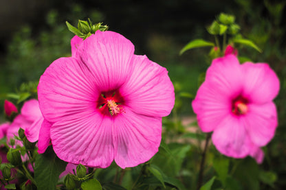 25 MIXED LUNA HIBISCUS Moscheutos Hardy Mixed Colors - Red, Hot Pink, Pink & White Swirl, and White Flower Seeds