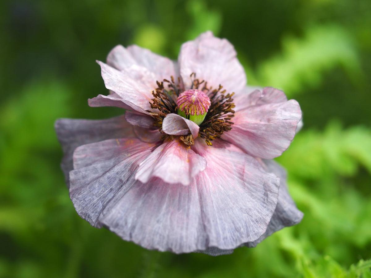 100 MOTHER Of PEARL POPPY Mix Papaver Rhoeas Shirley Flower Seeds Mixed Colors