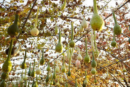 30 DIPPER GOURD Siphon Gourd Green Lagenaria Siceraria Vegetable Seeds
