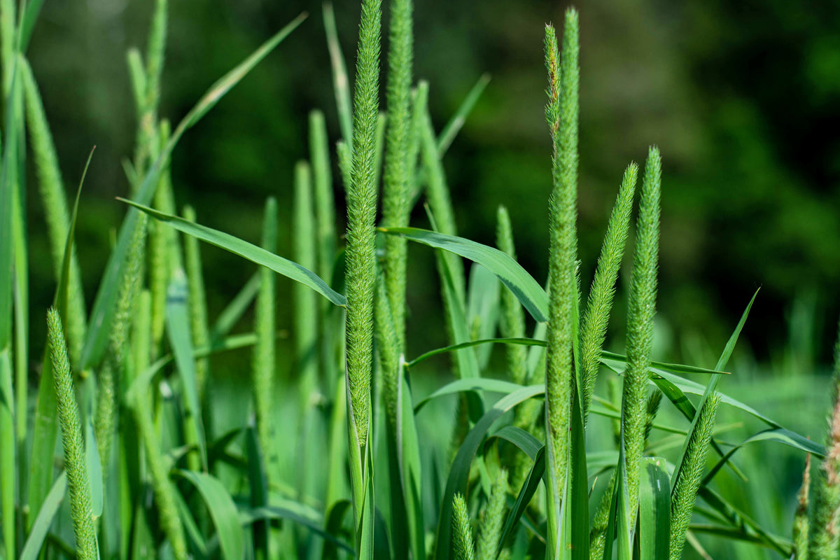 500 DERBY TIMOTHY GRASS Ornamental Phleum Pratense Seeds