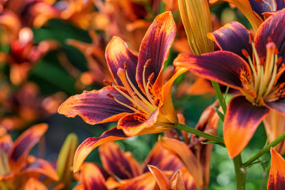 10 MIXED COLORS DAYLILY Hemerocallis Day Lily Fine Mix Red Purple Flower Seeds