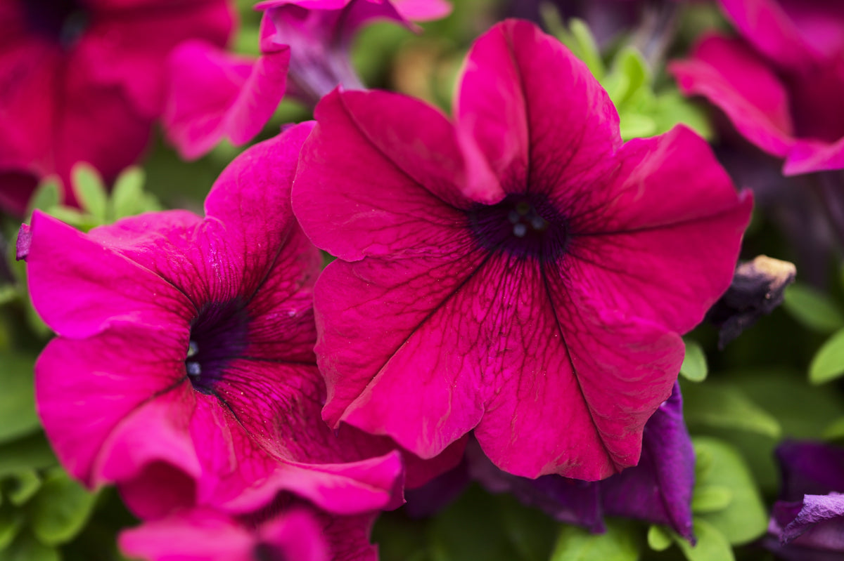 1000 SHANIN PETUNIA Integrifolia Violacea Pink Purple Wild Flower Seeds