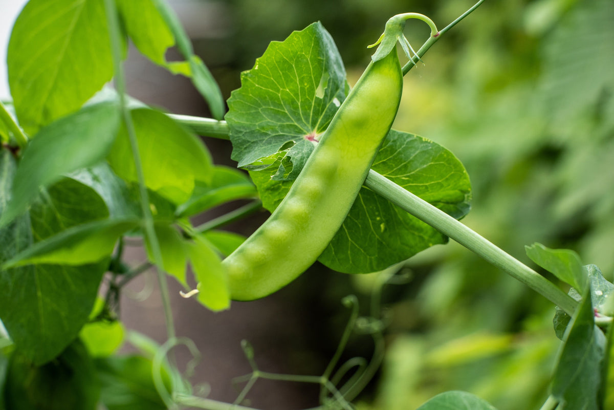 50 SNOW PEA Pisum Sativum Vegetable Seeds