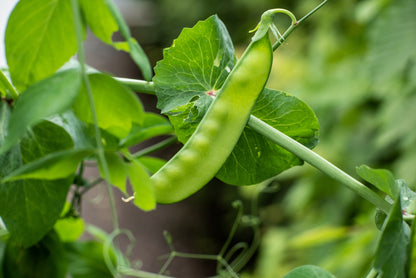 50 SNOW PEA Pisum Sativum Vegetable Seeds