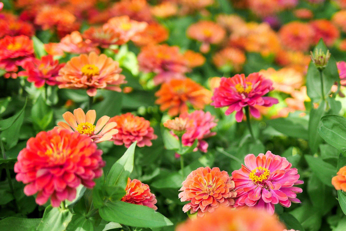 500 Mixed Colors CALIFORNIA GIANT ZINNIA Elegans Flower Seeds