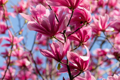 5 SAUCER MAGNOLIA x Soulangeana Denudata & Liliiflora 5 - 10" Pink & White Flower Tulip Tree Seeds