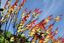 10 FIRECRACKER VINE Flower Mina Lobata Exotic Love Spanish Flag Ipomoea Seeds