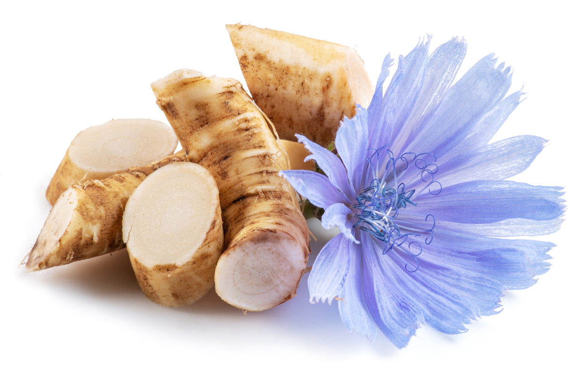 1000 CHICORY (Blue Daisy / Blue Sailors / Coffeeweed / Succory) Cichorium Intybus Flower Herb Seeds