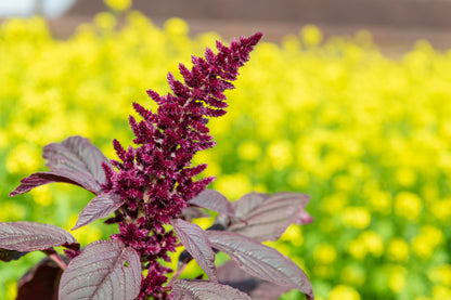 250 BURGUNDY AMARANTHUS Hypochondriacus Amaranth Grain Vegetable Flower Seeds