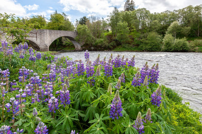 100 PERENNIAL LUPINE Blue Violet Lupinus Perennis Wild Lupine Sundial Purple Native Hummingbird Flower Seeds