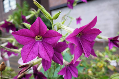 100 Heirloom MIXED COLORS NICOTIANA (Ornamental Flowering Tobacco) Nicotiana Alata Flower Seeds