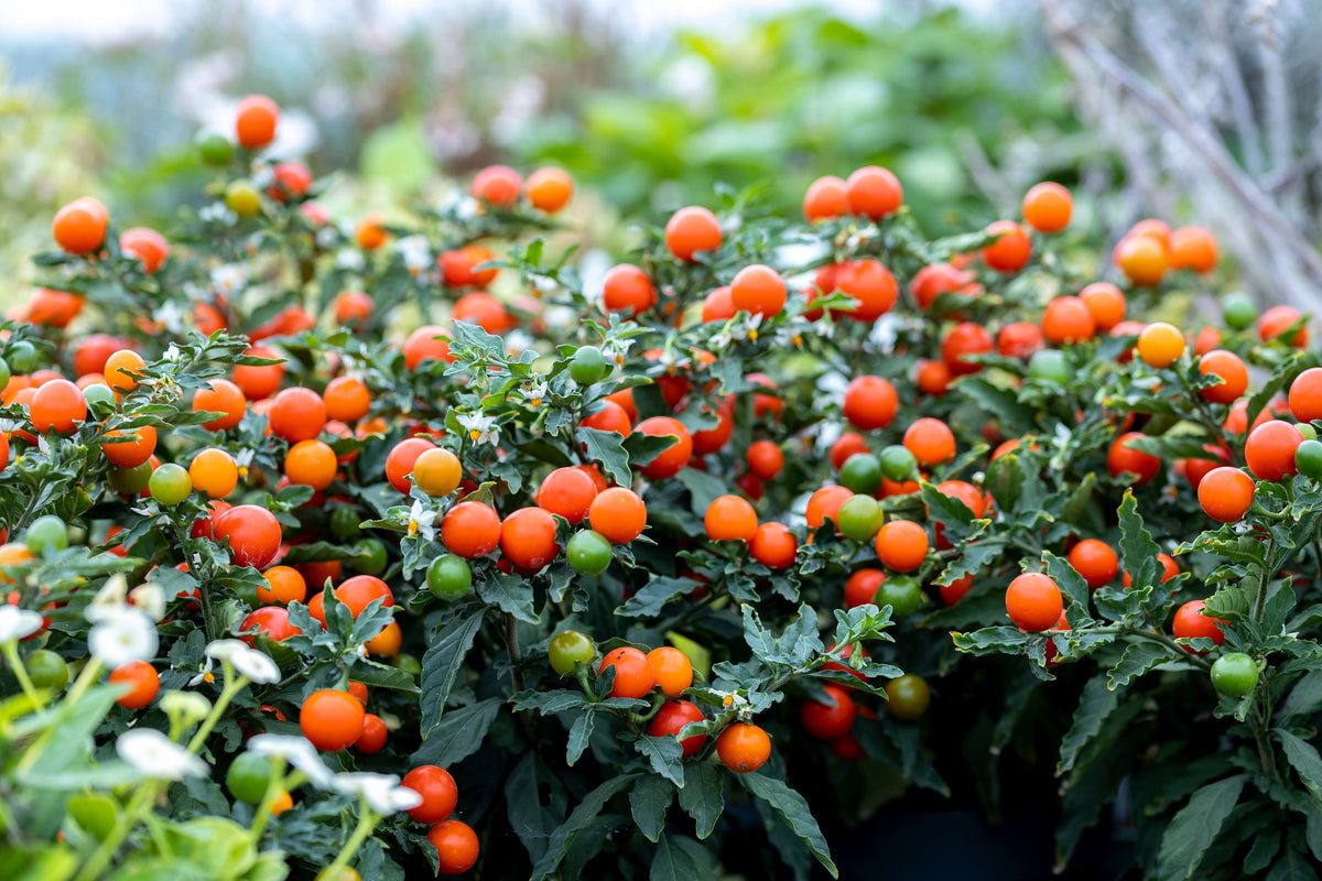 25 JERUSALEM CHERRY Madeira Winter Solanum Pseudocapsicum Flower Seeds
