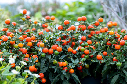 25 JERUSALEM CHERRY Madeira Winter Solanum Pseudocapsicum Flower Seeds