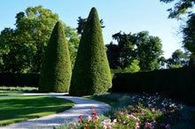 10 ENGLISH YEW Taxus Baccata Tree Shrub Conifer Sun or Shade Red Ornamental Berry Seeds