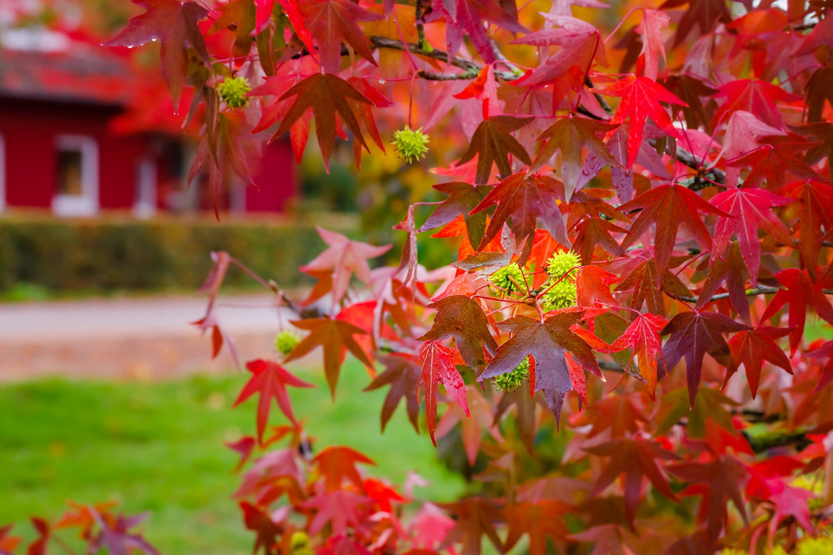 50 AMERICAN SWEETGUM Liquidambar Styraciflua Storax Alligator Sweet Gum Tree Seeds - Great Fall Color! Red Yellow Orange Purple
