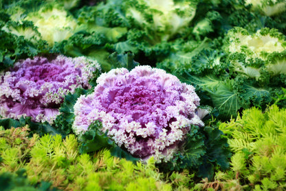60 ORNAMENTAL KALE MIXED Colors Brassica Oleracea Flower Seeds