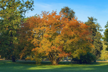 25 SIBERIAN MAPLE TREE Acer Ginnala Seeds - Red Fall Foliage