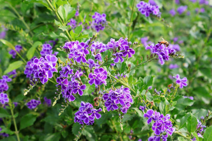 10 GOLDEN DEWDROP Duranta Erecta Repens Golden Foliage Blue Violet Purple White Flower Orange Ornamental Berry Shrub Seeds