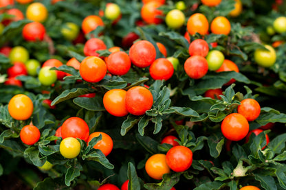 25 JERUSALEM CHERRY Madeira Winter Solanum Pseudocapsicum Flower Seeds