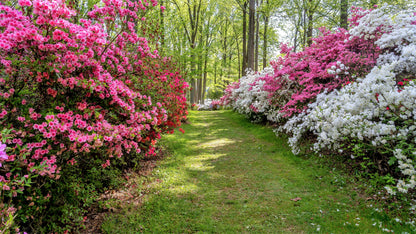 25 MIXED COLORS AZALEA Rhododendron spp. Red, Pink, Purple, White Flower Shade Bush Shrub Seeds