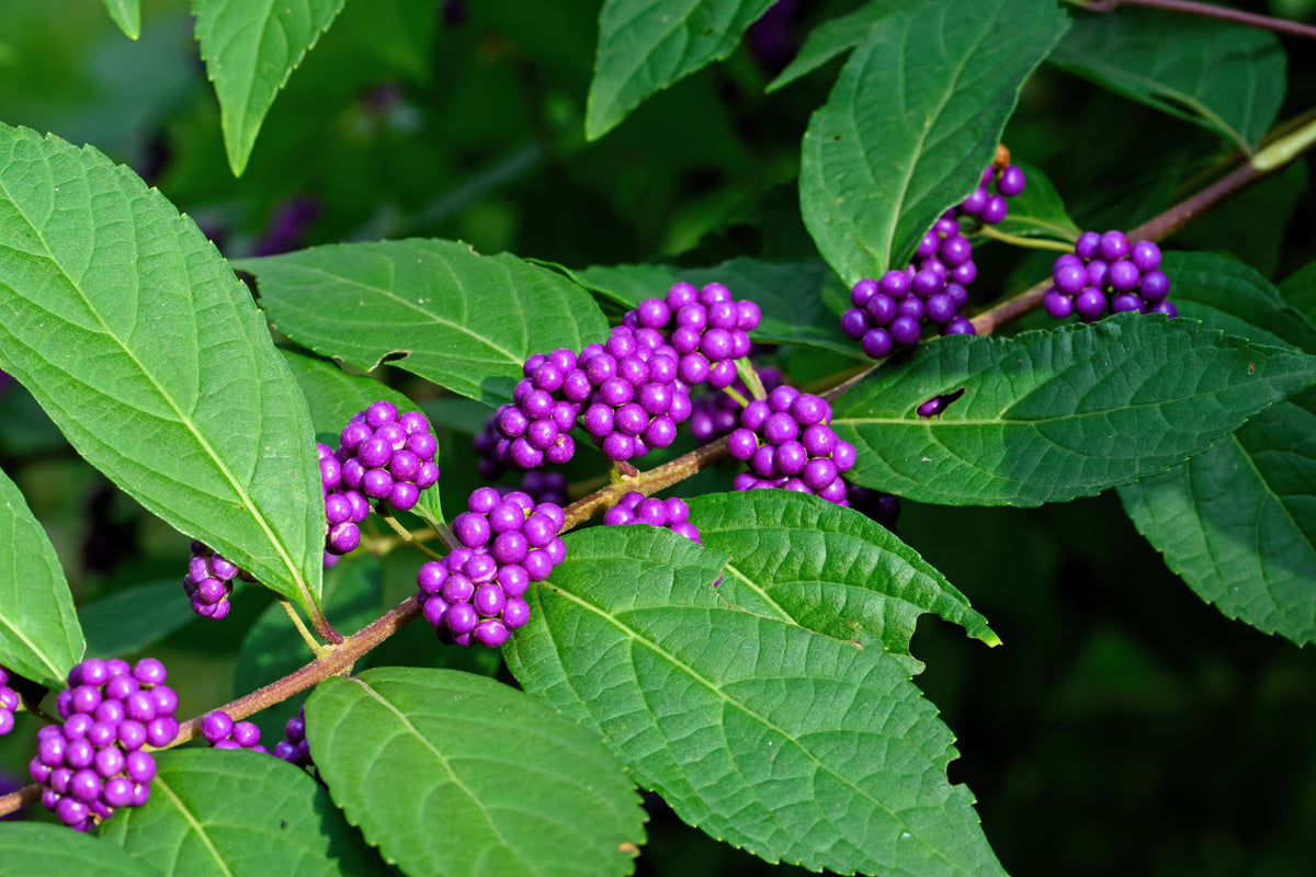 40 American PURPLE BEAUTYBERRY Shrub Flower Callicarpa Americana Seeds