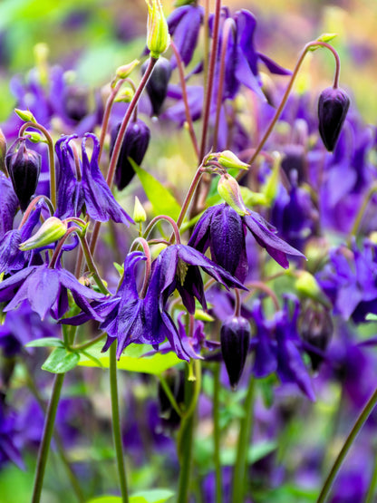 100 PURPLE COLUMBINE Aquilegia Vulgaris Flower Seeds
