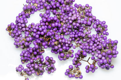 40 American PURPLE BEAUTYBERRY Shrub Flower Callicarpa Americana Seeds