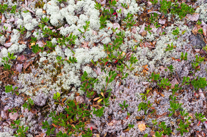 20 BEARBERRY Arctostaphylos Uva-Ursi Kinnikinnick Pinemat Manzanita Flower Seeds